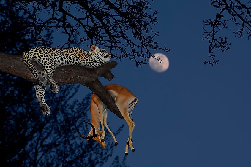 A leopard with its kill in the Serengeti National Park