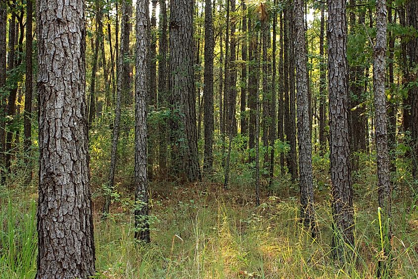 Longleaf pines in Kisatchie National Forest, Louisiana. 