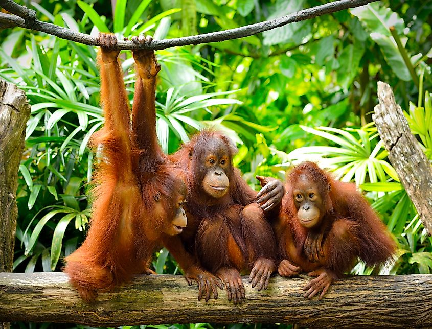 A group of young orangutans socializing.