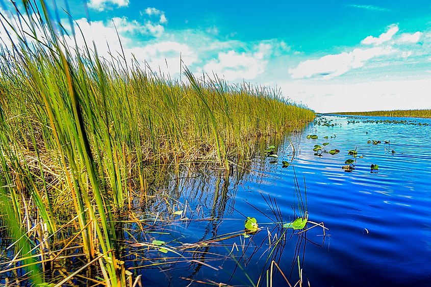 Sawgrass and Water way at Everglades National Park, scattered lily Pads