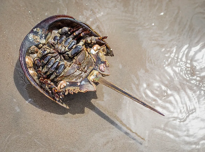An Atlantic horseshoe crab in an upside down position.