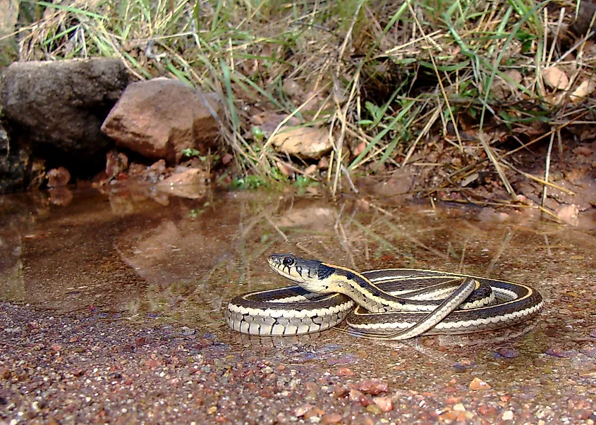 A blackneck garter snake in the water.