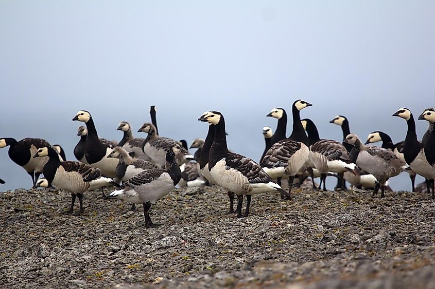 Barnacle goose along the shores of the Gulf of Ob