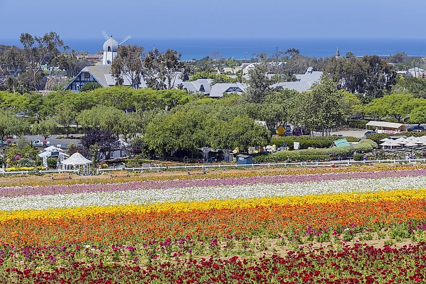 The beautiful Flower Fields at Carlsbad, California