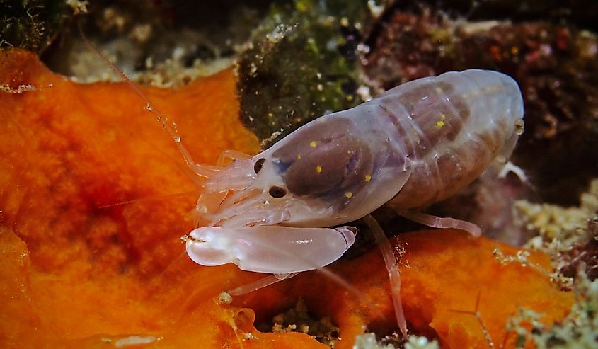 Underwater close-up photography of a carinate snapping shrimp.