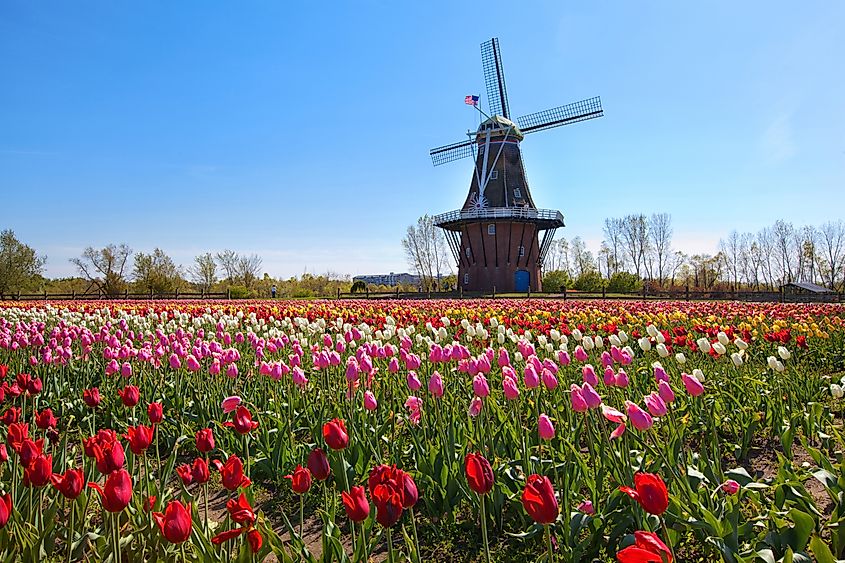  An authentic wooden windmill from the Netherlands rises behind a field of tulips in Holland, Michigan.