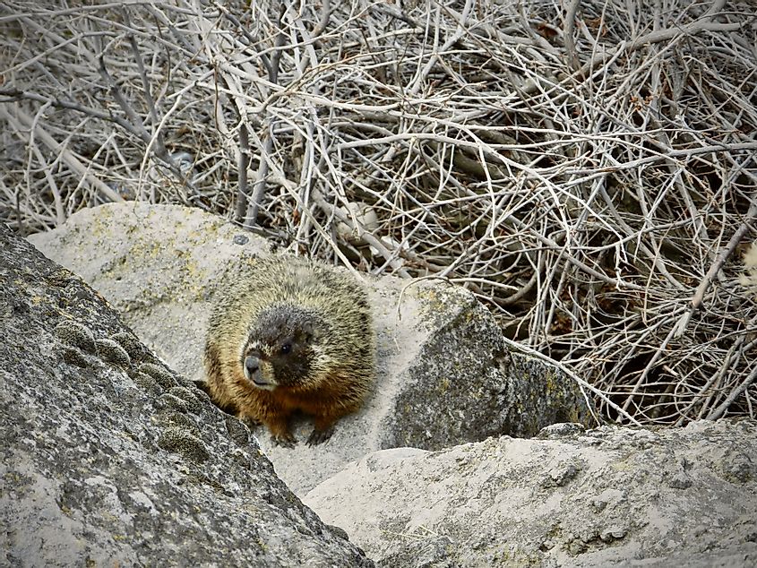 Marmot in Shoshone Falls