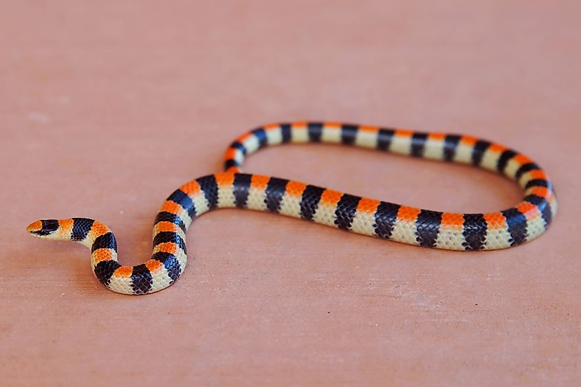 Sonora semiannulata, Western ground snake.