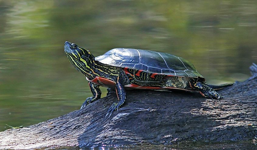 Eastern Painted Turtle in Dappled Sunlight