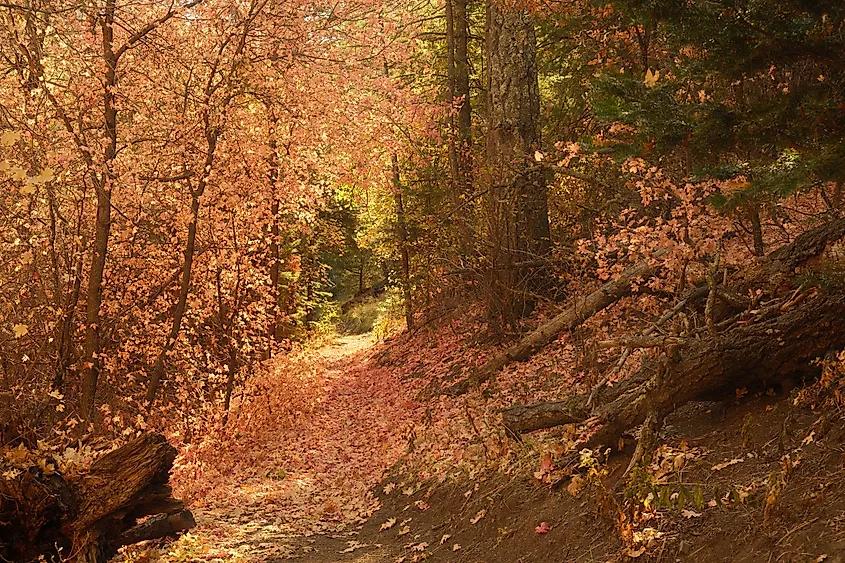 Autumn foliage in the town of Ruidoso, New Mexico.