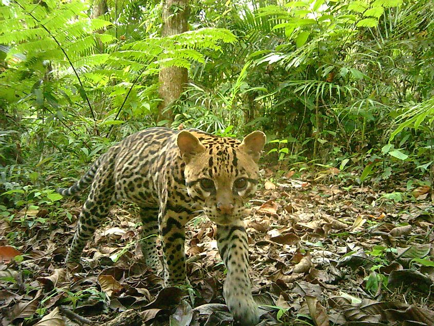 World’s Small Wild Cats Get A Main Conservation Increase