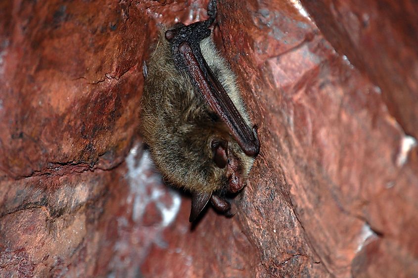 Northern long-eared bat, cave