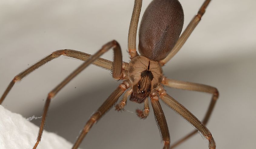 Brown Recluse Spider, also known as the Violin Spider.