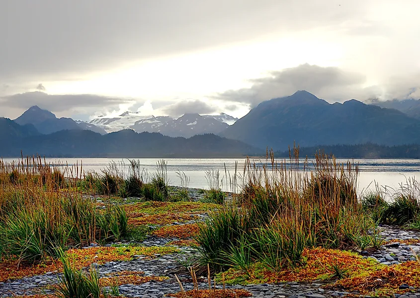 Fall Colors on the Spit Shoreline of Homer, Alaska