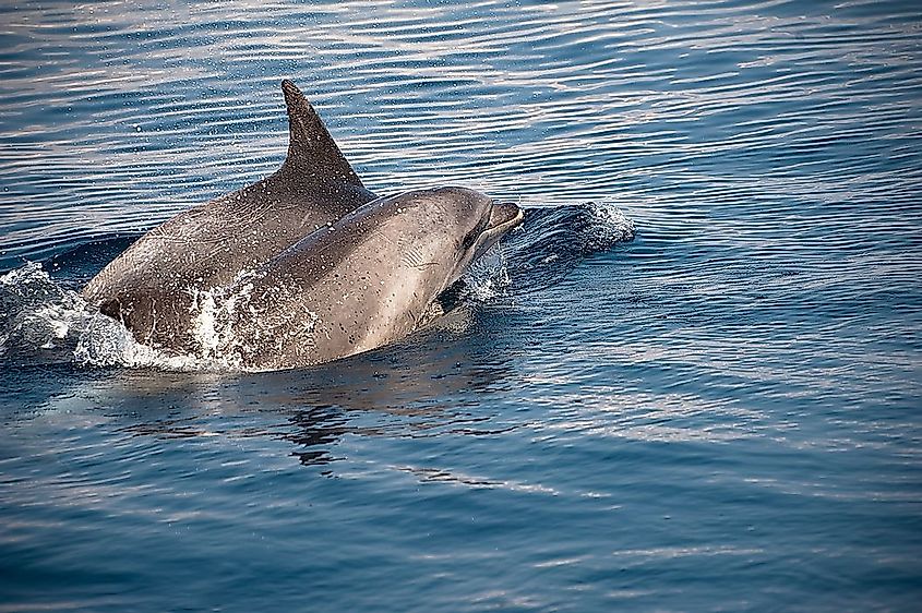 Dolphins swimming in the Adriatic Sea. 