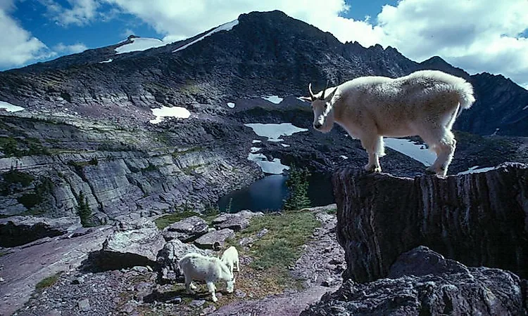 Mountain goats on a rocky slope in Montana.
