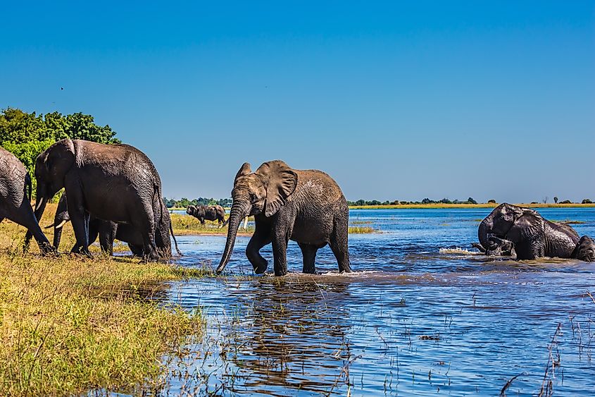 Okavango River