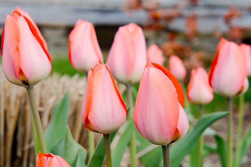 Beautiful pink tulips in bloom.