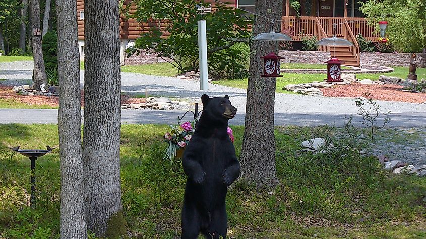 A black bear in search of food in Hawley, Pennsylvania.