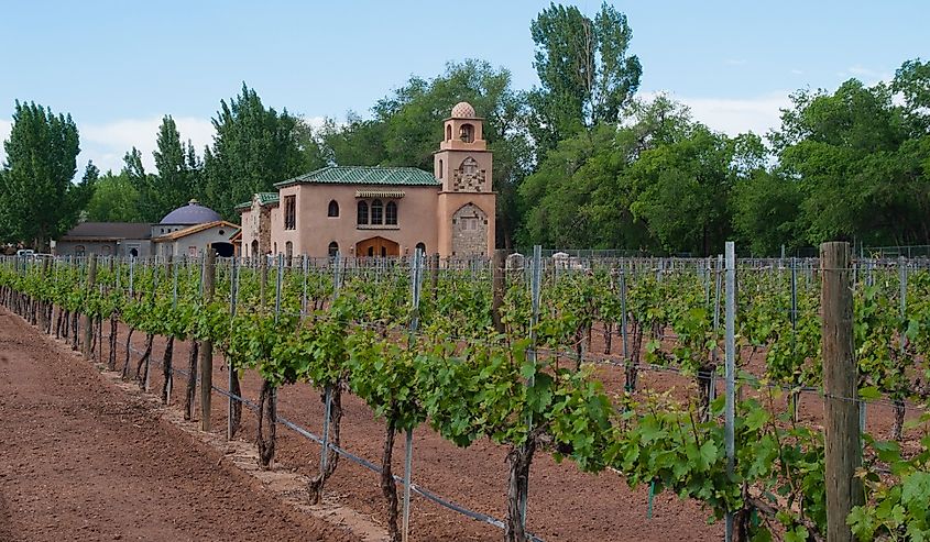 Immature Grapevines at Casa Rondena