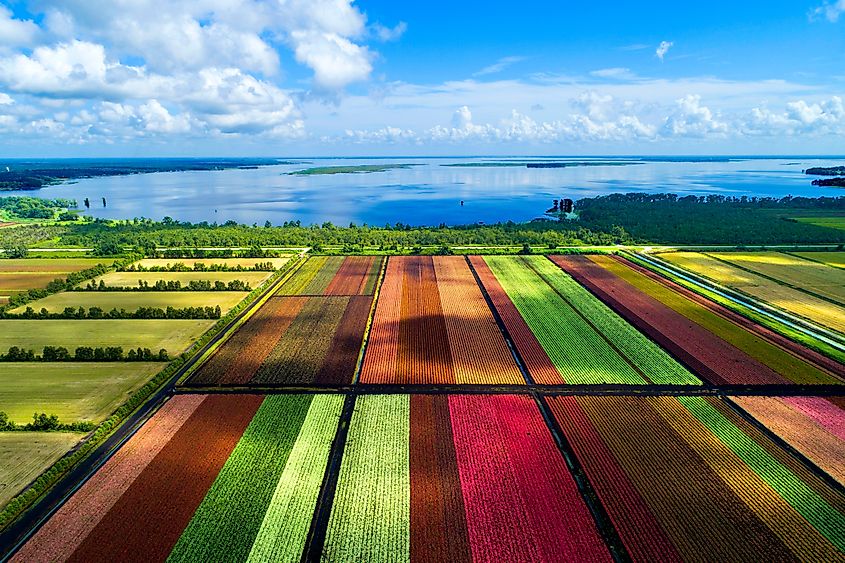 The colorful world famous Caladium flower growing fields in Lake Placid Florida supplying 90% of the world supply of Caladium flowers. Created 08.03.24