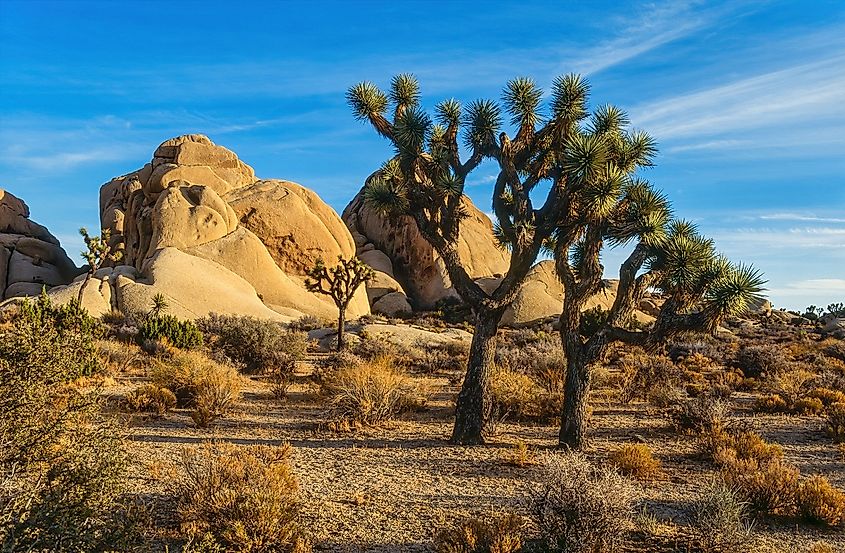 Joshua Trees in the Mojave Desert 