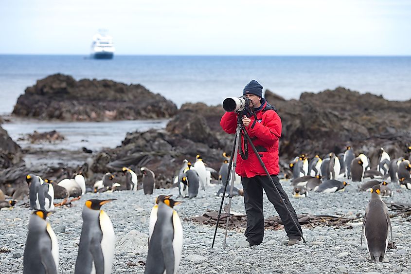 A photographer documenting King penguins at Sandy Bay, Macquarie Islands, Australia.
