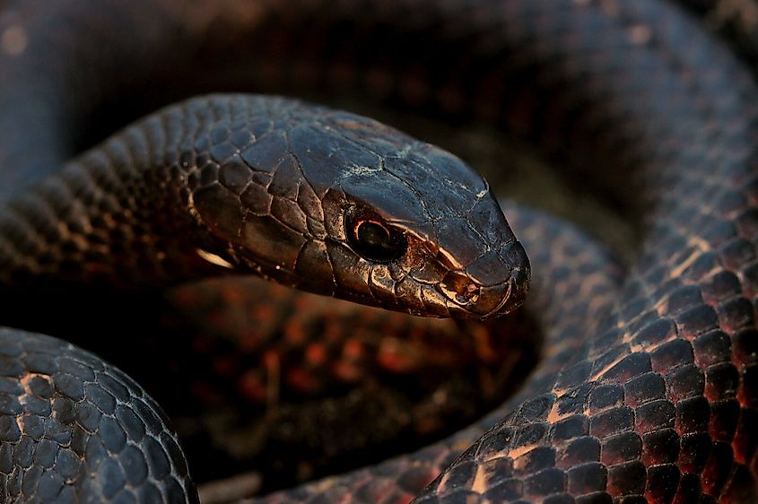Eastern coachwhip