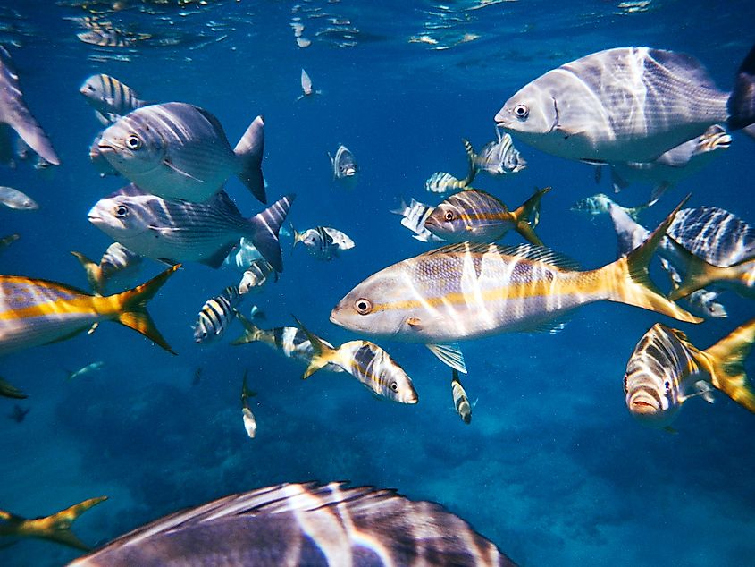 marine life gulf of mexico