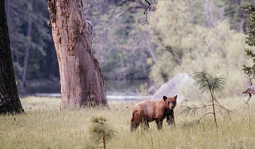 Bear in Yosemite National Park