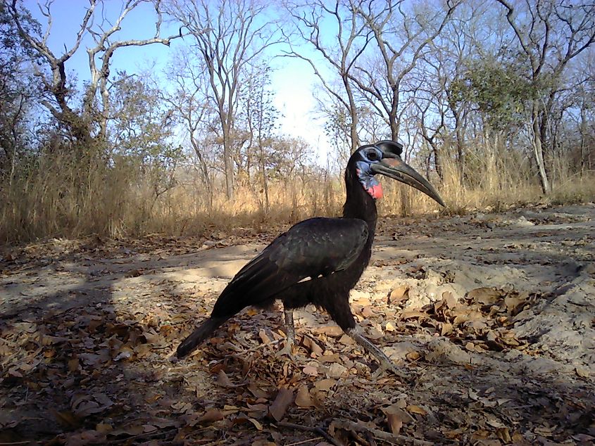 Niokolo Koba national park hornbill image