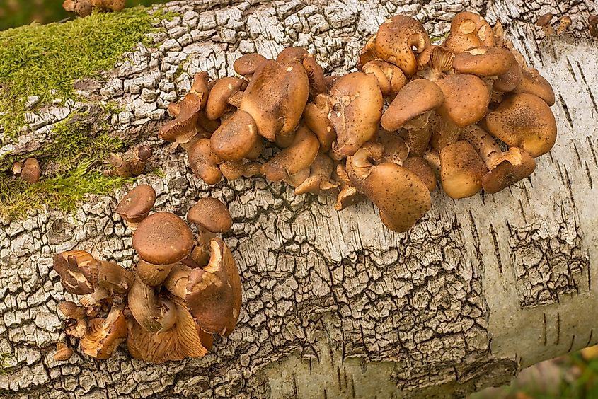 Armillaria ostoyae honey mushrooms growing at the base of a conifer.
