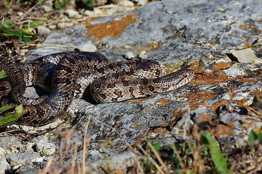 The prairie kingsnake (Lampropeltis calligaster) basking on a rock slab.
