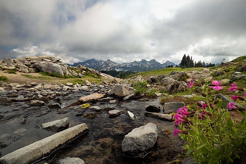 Wildflowers near the Wonderland Trail on Mount Rainier. Photo credits: Brendan Cane