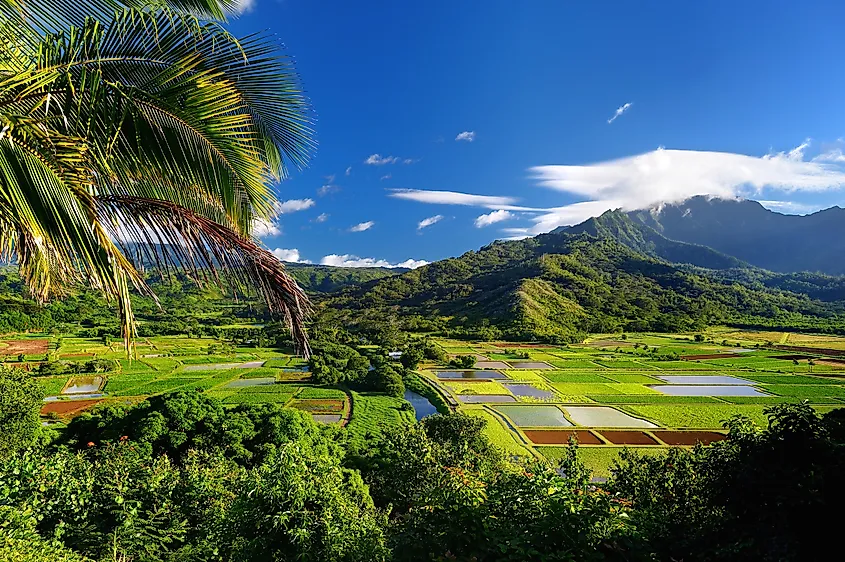 Taro fields in beautiful Hanalei Valley on Kauai island, Hawaii.