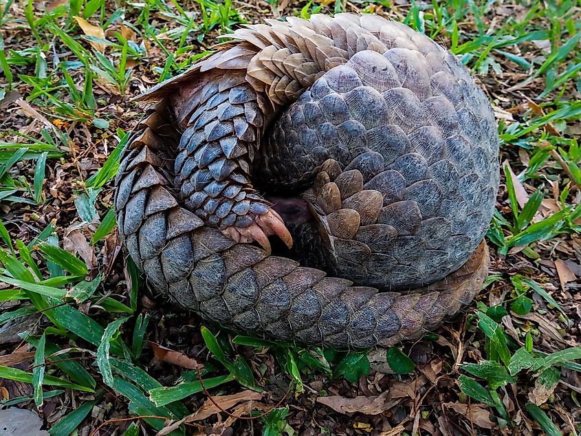 Chinese pangolin