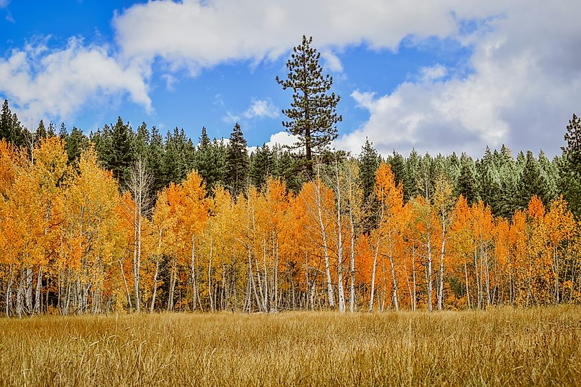 Golden aspens and evergreens across an open meadow. Truckee, California.