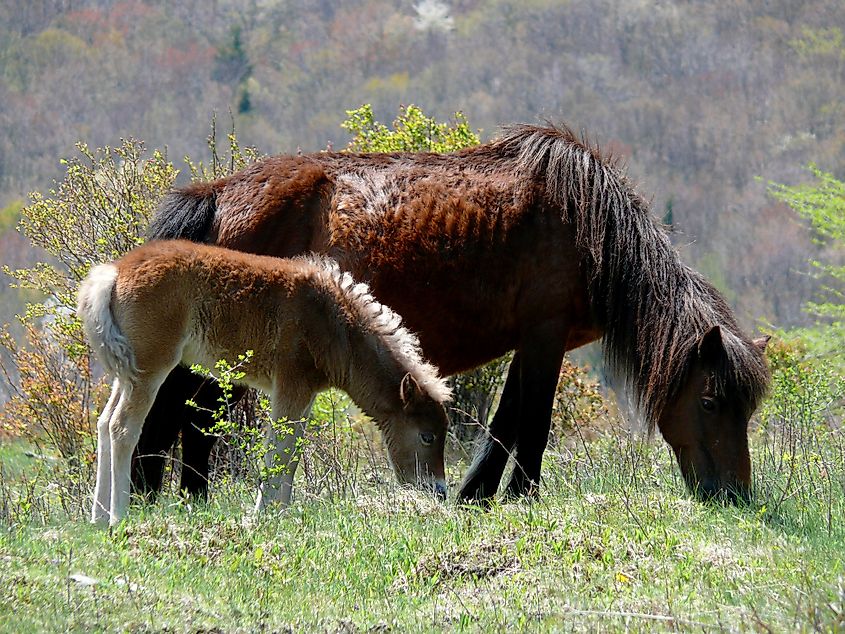 Wild ponies at Grayson Highlands State Park