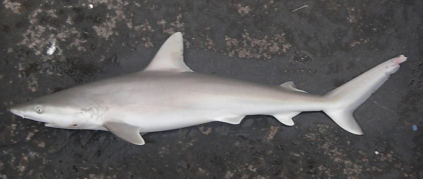 Blacknose shark (Carcharhinus acronotus).