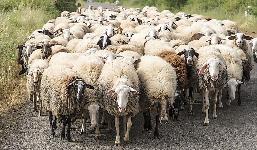 A herd of Sheep on the road