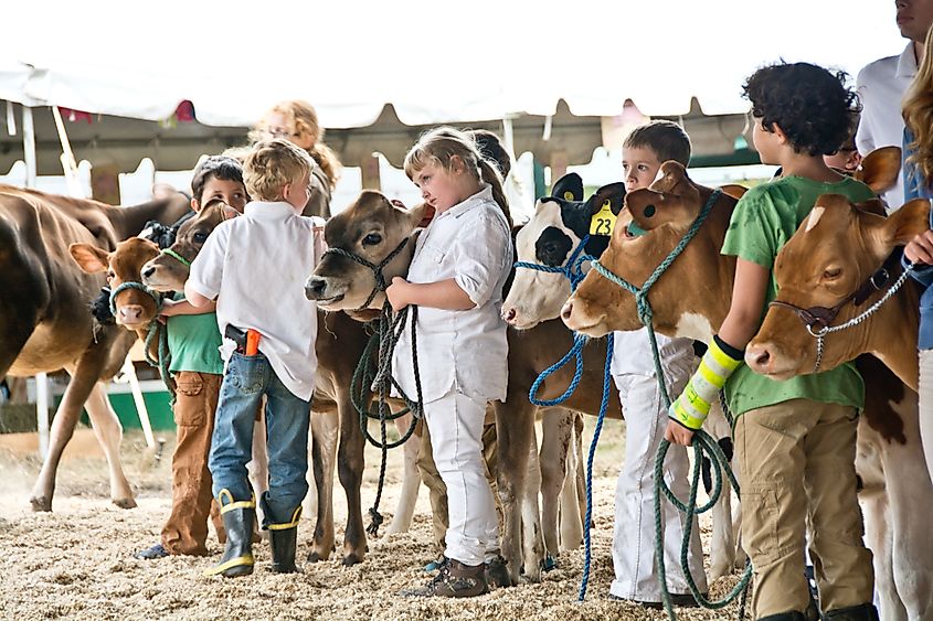 Editorial Photo Credit: Erika J Mitchell via Shutterstock. VERMONT, USA - SEPTEMBER 15, 2013: Children line up with their heifers to hear the results of the 4H livestock competition at the Tunbridge Fair. 