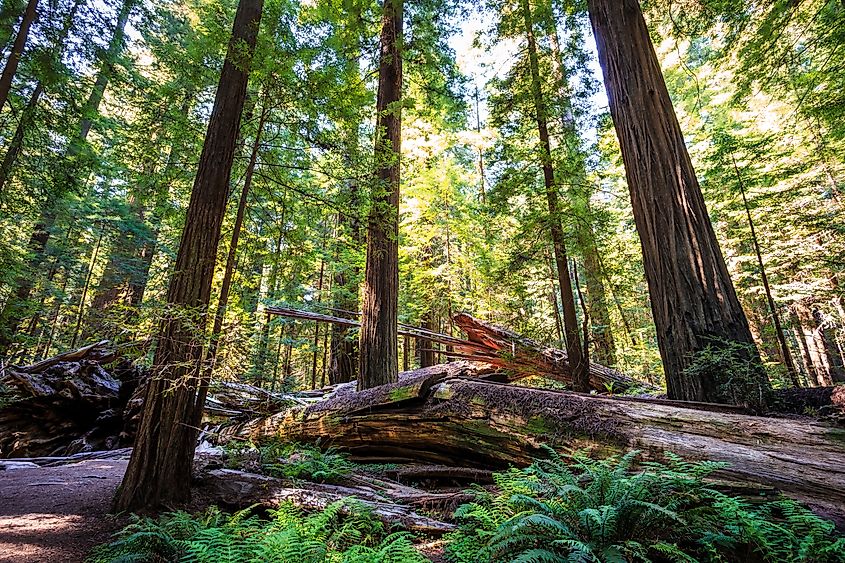 Sunset Views in the Founders Redwood Grove in Humboldt Redwoods State Park, California.