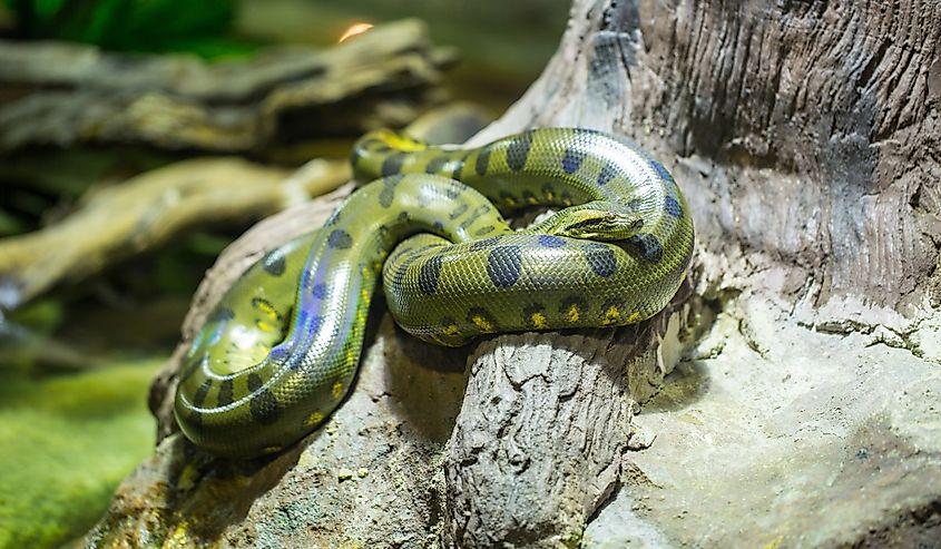 Green anaconda in the jungle