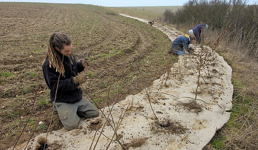  Planting of hedgerows at the side of a on sloping field to prevent against agricultural water run-off and soil loss for flood prevention