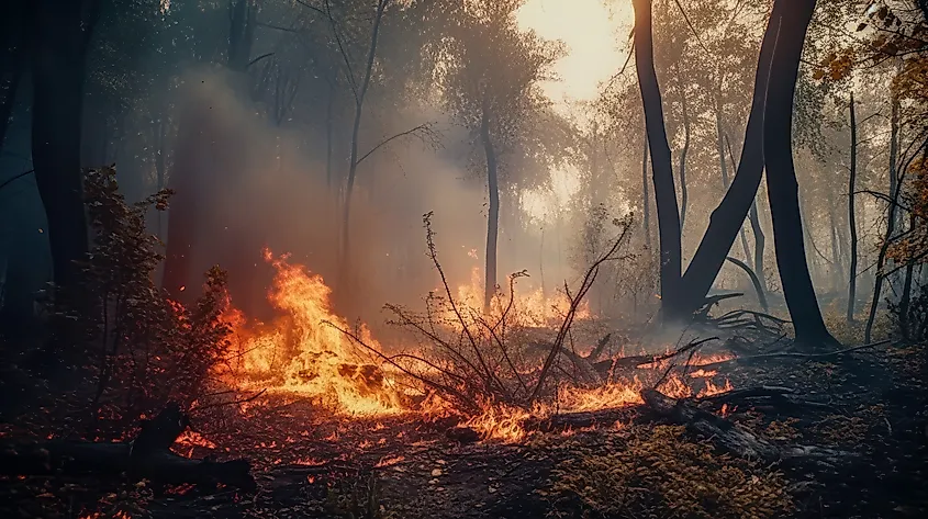 Forest fire in the mountains.