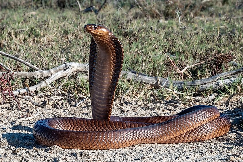 A majestic cobra with hood expanded, poised on sandy ground in a natural habitat, showcasing its scales and alert posture.