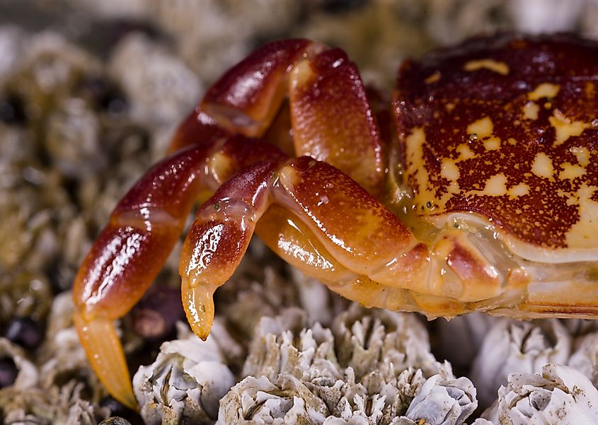 CAPE PERPETUA SCENIC AREA, OREGON, USA - JULY 23, 2009: Crab on beach.