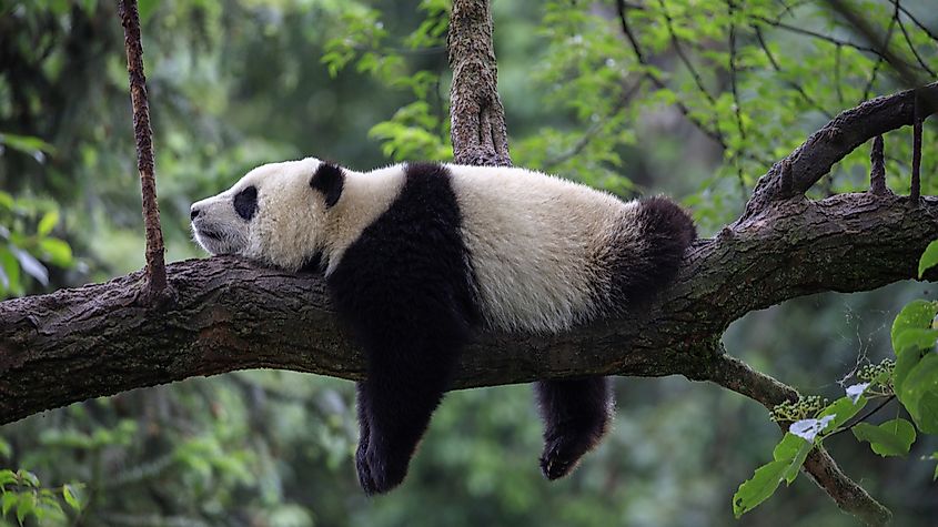 What Animals Live In Asia? - WorldAtlas What Animals Live In Asia? - WorldAtlas