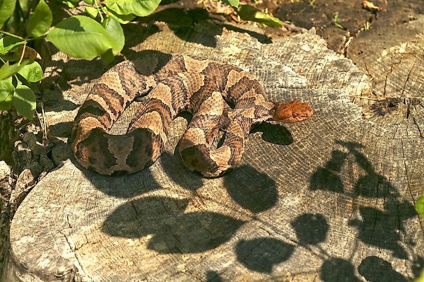 Northern Copperhead (Agkistrodon contortrix mokasen) sunning itself on a stump in the afternoon sun.