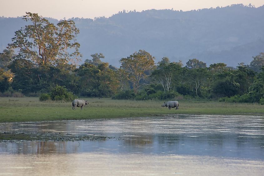 Kaziranga National Park rhinoceros